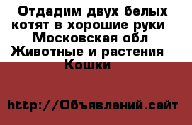 Отдадим двух белых котят в хорошие руки - Московская обл. Животные и растения » Кошки   